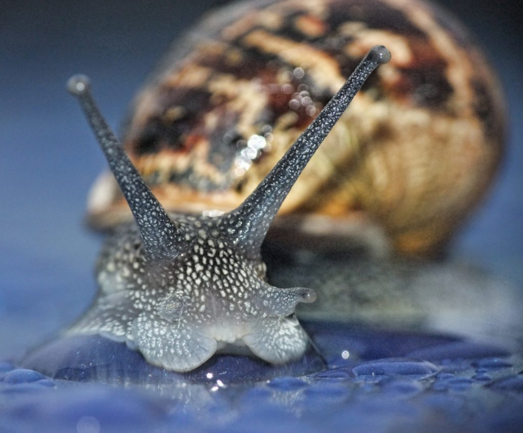 nature snail