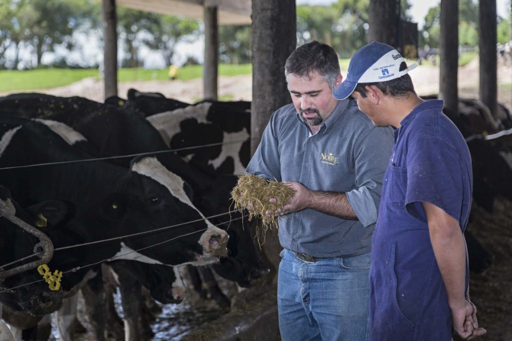 feeding cows in a farm